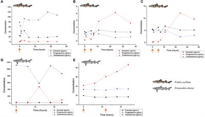 Corrigendum: Use of Synthetic Salmon GnRH and Domperidone (Ovaprim®) in Sharks: Preparation for ex situ Conservation